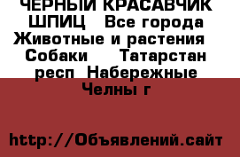 ЧЕРНЫЙ КРАСАВЧИК ШПИЦ - Все города Животные и растения » Собаки   . Татарстан респ.,Набережные Челны г.